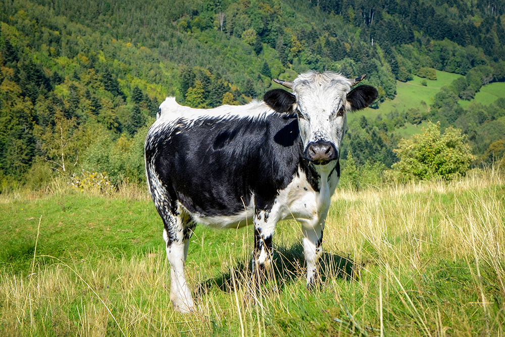 The Vosges cow - la Vosgienne © French Moments