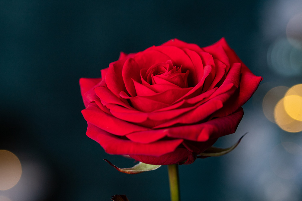 Red rose by melis82 via Envato Elements