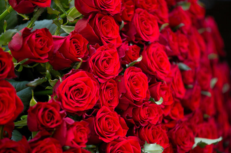 Red Roses Meaning: Symbolism, History and When to Give Them - French ...