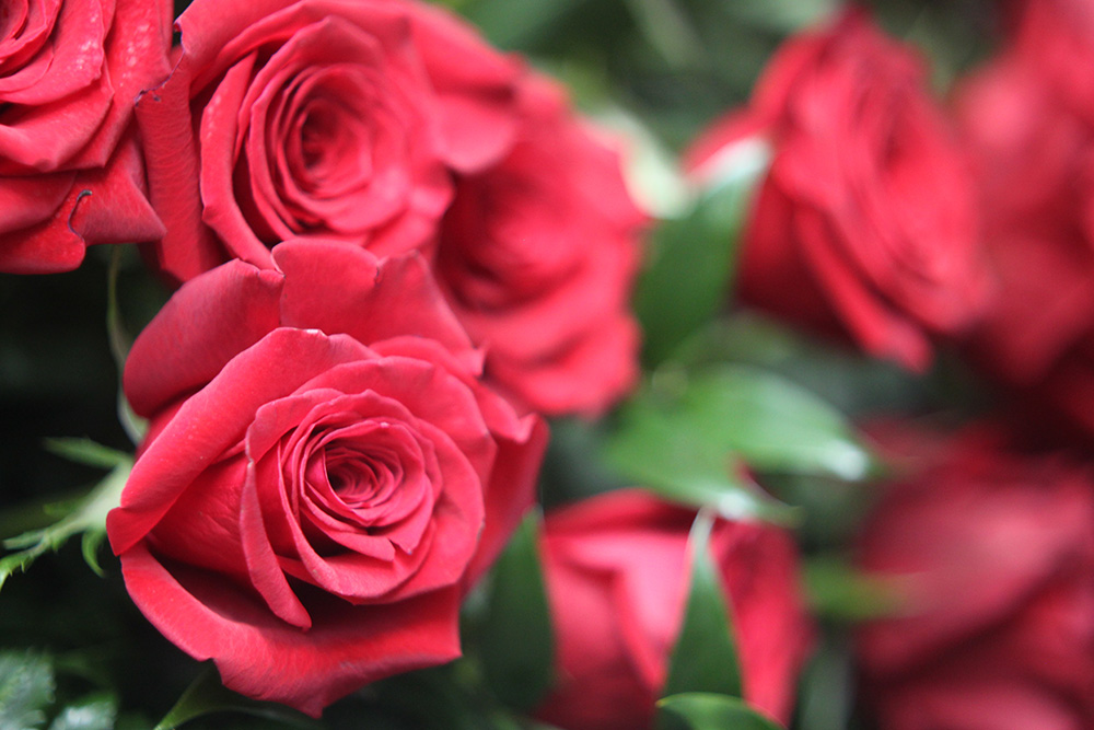Red roses meaning by NaturesCharm via Envato Elements