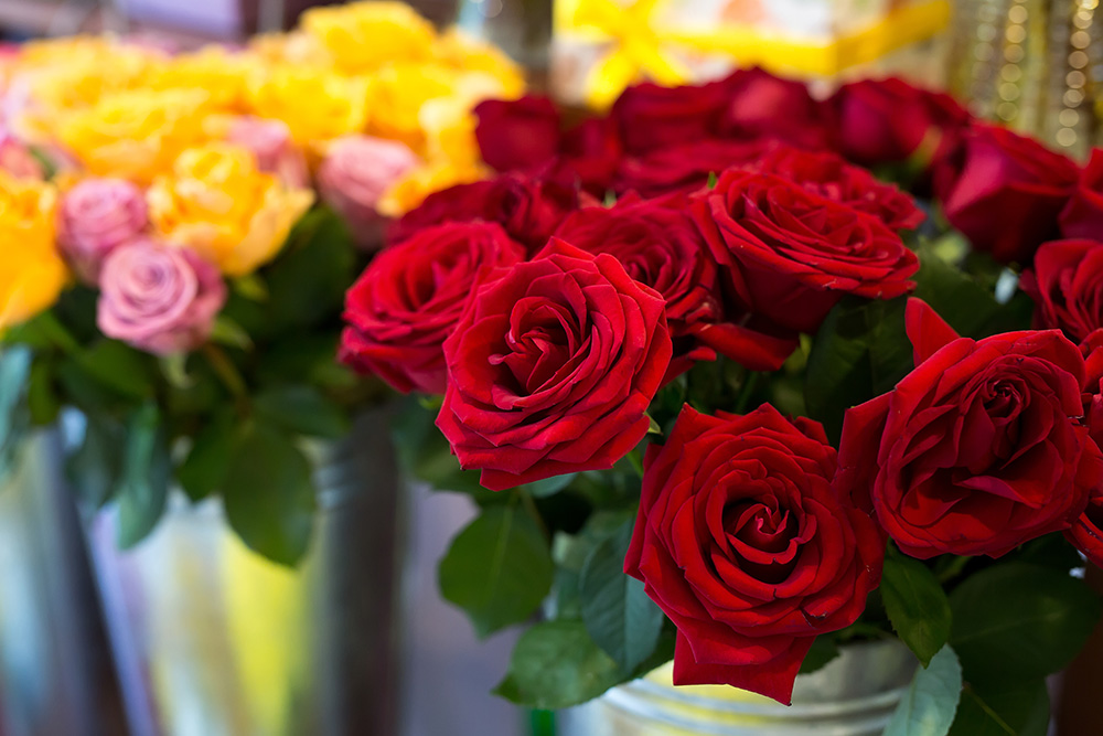 Red roses meaning by StudioPeace via Envato Elements