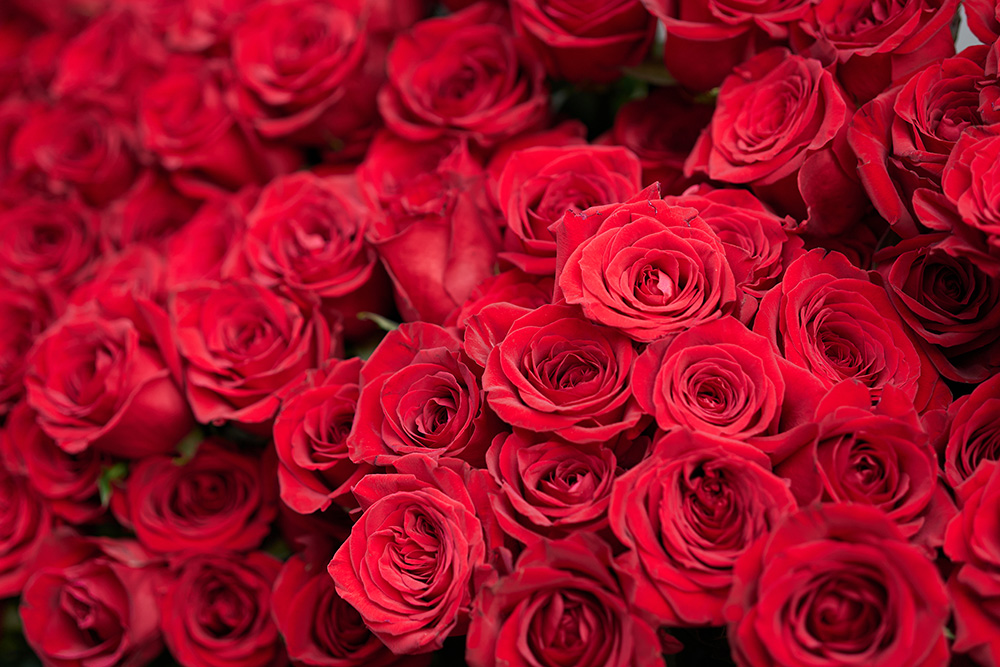 Red roses by cait00sith via Envato Elements