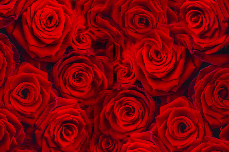 Red Roses Meaning: Symbolism, History and When to Give Them - French ...