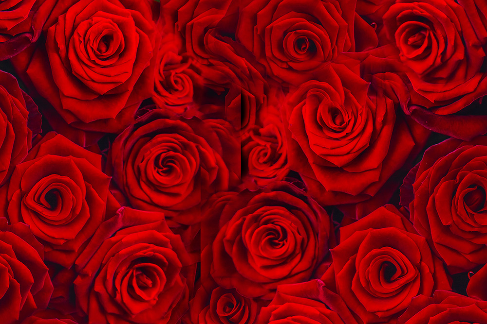 Red roses by yanadjana via Envato Elements
