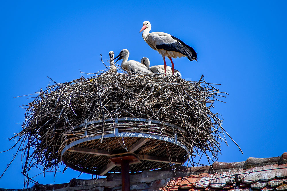 Eguisheim White Storks 02 copyright French Moments White storks in Eguisheim © French Moments