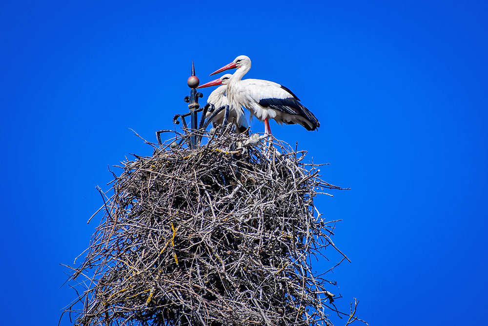 Eguisheim White Storks copyright French Moments White storks in Eguisheim © French Moments