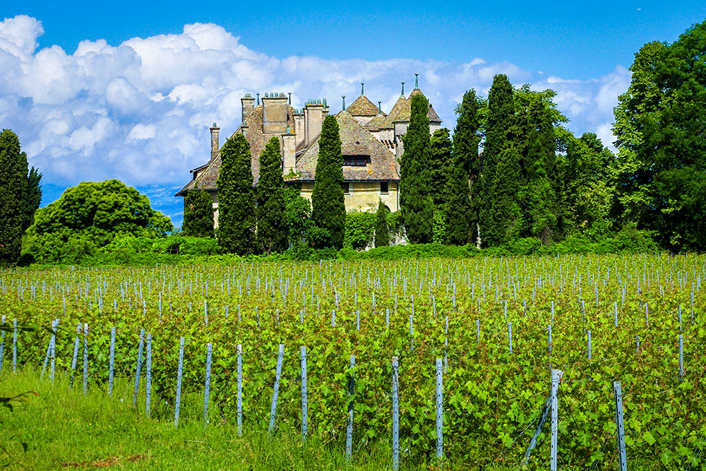 Le vignoble de Ripaille © French Moments