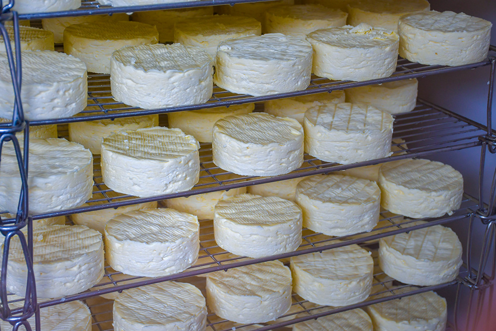 Camembert cheese in making at the Fromagerie Durand in Camembert, Pays d'Auge