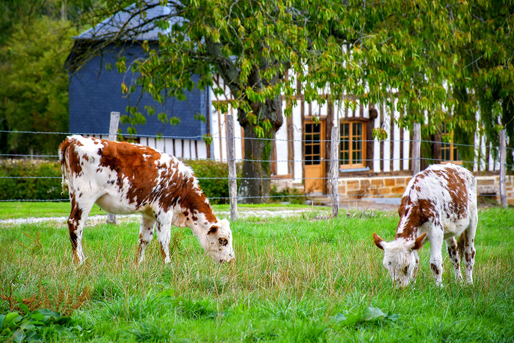 Cows grazing in an apple orchard in the Pays d'Auge near Camembert