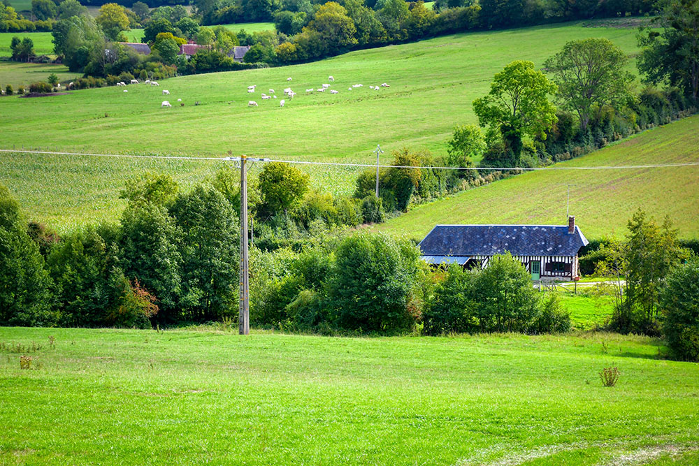 Le bocage: green meadows near the village of Camembert in the Pays d'Auge