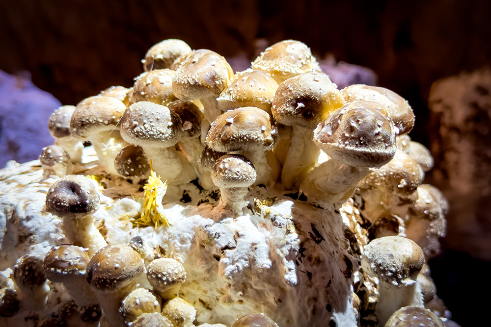 Mushrooms growing in the old quarry of La Champignonnière d'Orbec