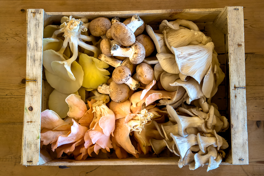 A crate of Orbec Mushrooms (les champignons d'Orbec)