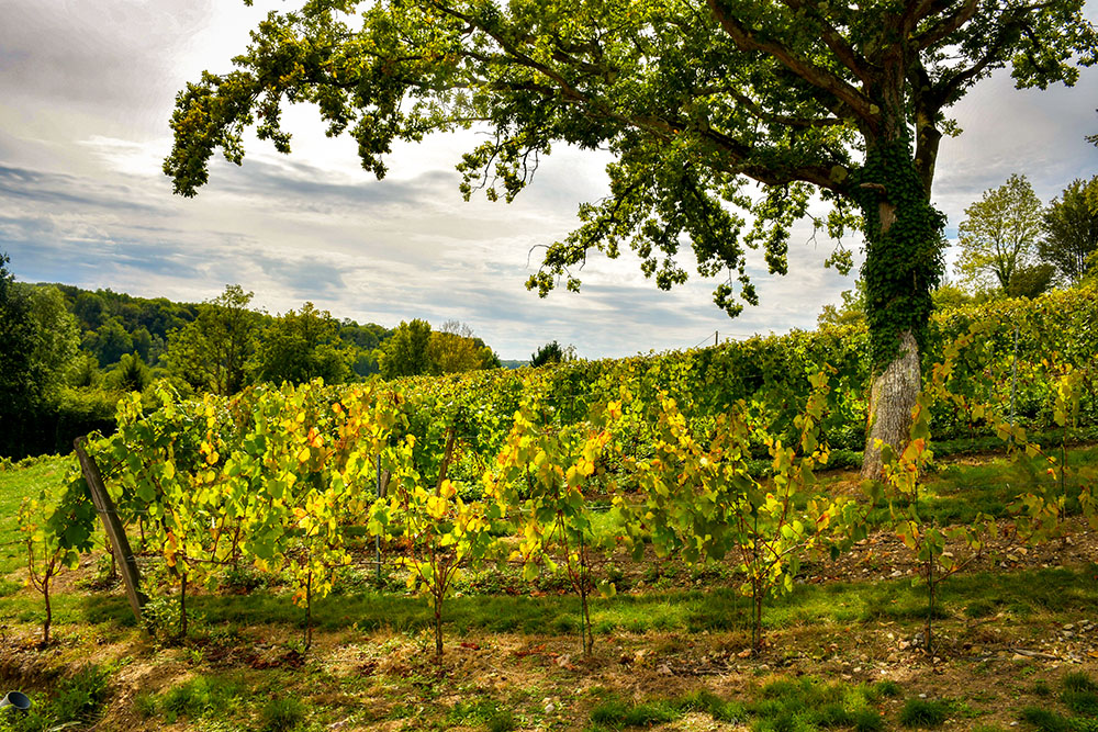 Beautiful rural scenery at the vineyards of Le Domaine des Déserts