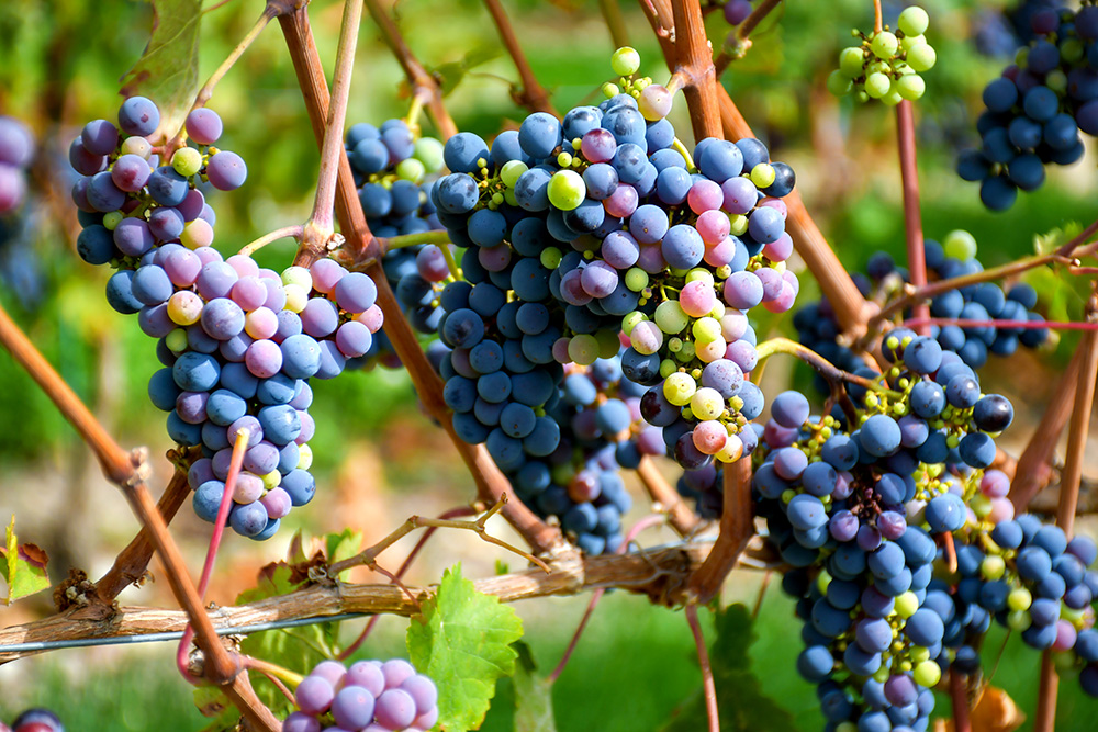 Grapes from the vineyards of Le Domaine des Déserts