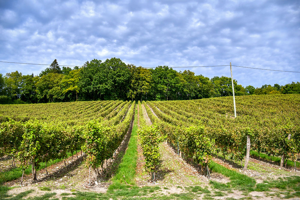 The vineyards of Le Domaine des Déserts