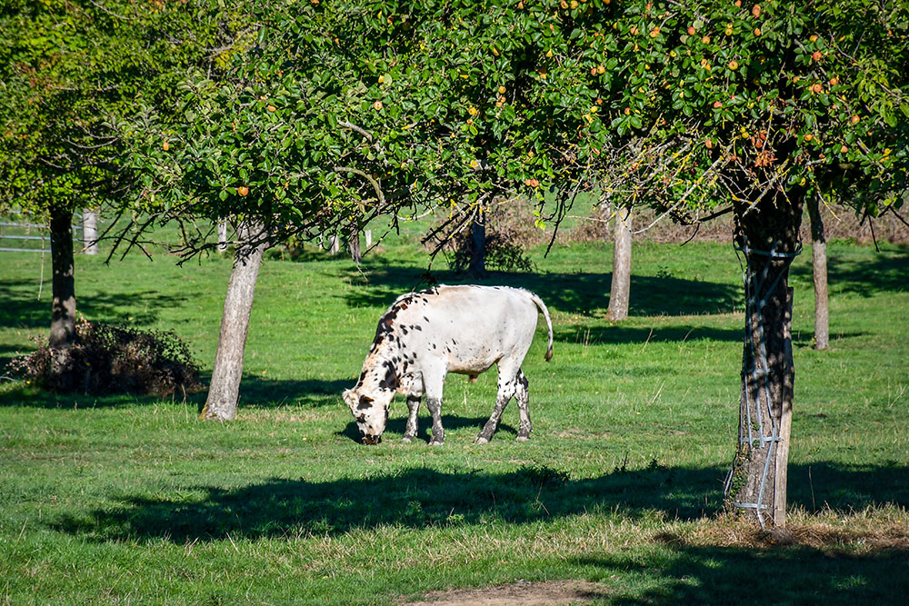 Cow grazing in a meadow near Livarot