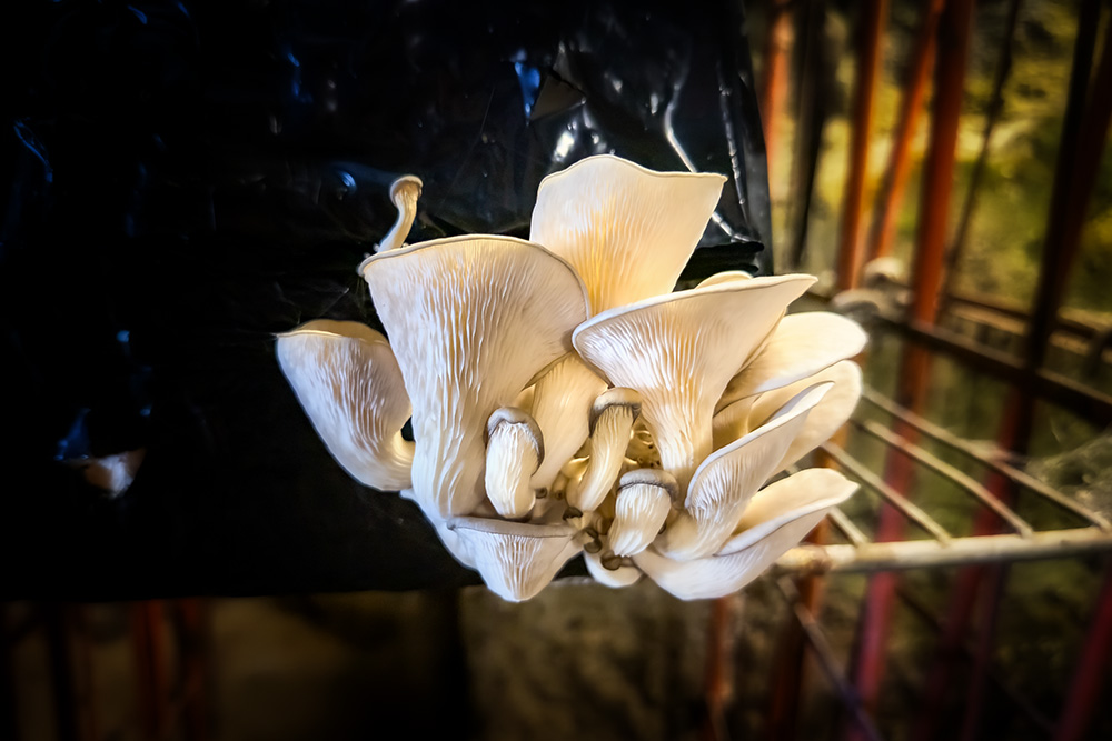 Pleurotes (oyster mushrooms)