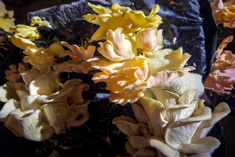 Oyster Mushrooms at the Orbec Mushroom Farm