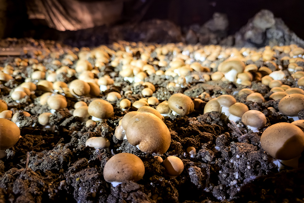 The Champignons de Paris at the Orbec Mushroom Farm