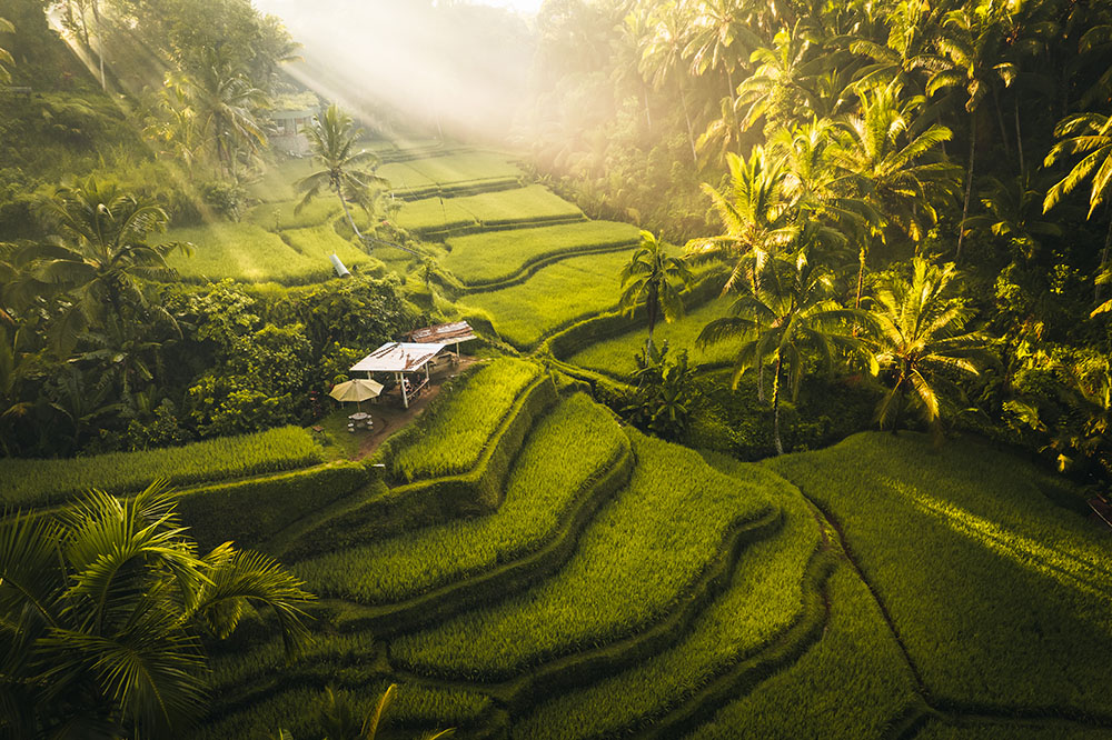 Tegallalang. Photo by petero31 via Envato Elements